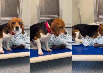 Beagle Freed From Medical Research Is Slowly Trying To Learn What Freedom Feels Like
