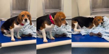 Beagle Freed From Medical Research Is Slowly Trying To Learn What Freedom Feels Like