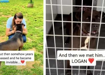 After 7 Years Behind Kennel Doors, This Shelter Dog Finally Gets Happy Ending