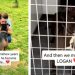 After 7 Years Behind Kennel Doors, This Shelter Dog Finally Gets Happy Ending