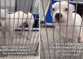 Shelter Dog Was Used to Being ‘Overlooked’ Until Someone Chose Him