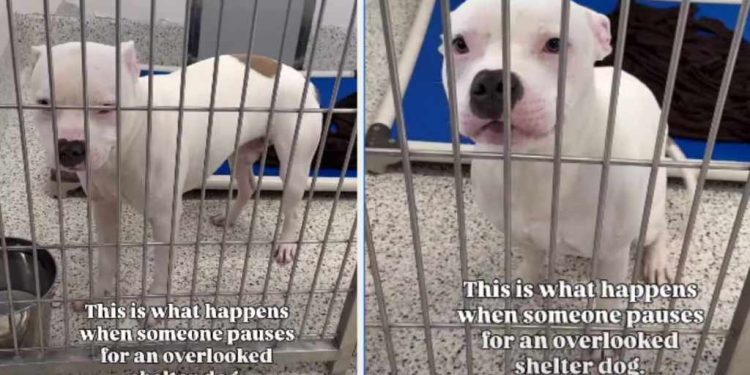 Shelter Dog Was Used to Being ‘Overlooked’ Until Someone Chose Him