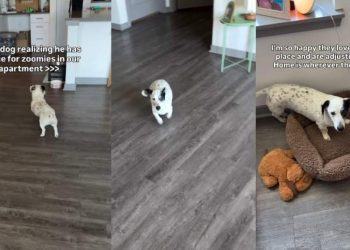 Senior Dog Becomes a Puppy Again, Realizing His New Home Has All the Space He Needs & More