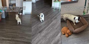 Senior Dog Becomes a Puppy Again, Realizing His New Home Has All the Space He Needs & More