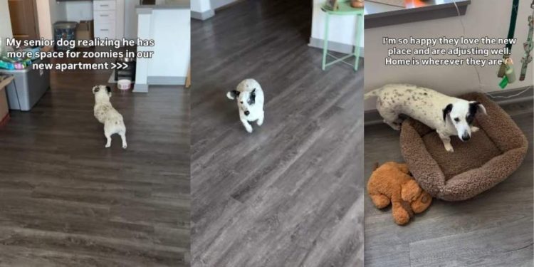 Senior Dog Becomes a Puppy Again, Realizing His New Home Has All the Space He Needs & More