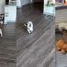 Senior Dog Becomes a Puppy Again, Realizing His New Home Has All the Space He Needs & More