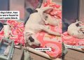 Mama Rescue Dog Thought She’d Lost Her Little Babies Forever, Until the Unthinkable Happens