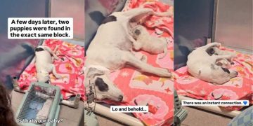 Mama Rescue Dog Thought She’d Lost Her Little Babies Forever, Until the Unthinkable Happens