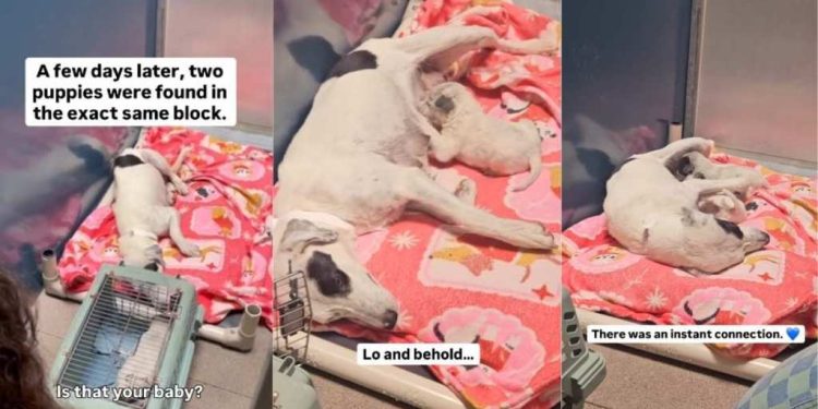 Mama Rescue Dog Thought She’d Lost Her Little Babies Forever, Until the Unthinkable Happens