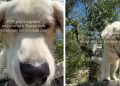 Golden Retriever Has Officially ‘Mastered’ the Art of Tuscan Living
