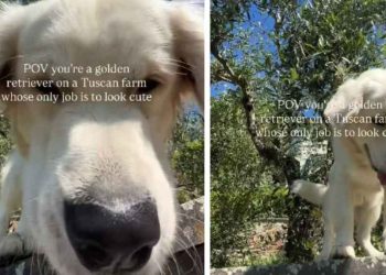 Golden Retriever Has Officially ‘Mastered’ the Art of Tuscan Living