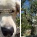 Golden Retriever Has Officially ‘Mastered’ the Art of Tuscan Living