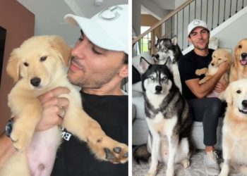 Owner Foster Fails & Adopts Puppy Into a Home Filled With Dogs