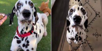 Foster Dog’s Loving Eyes Express How Grateful He Is To Be Saved