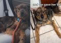 Starving Rescue Dog Gains More Than Just Her Weight Back in Foster Care