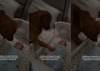 Golden Retriever Uses the Best Trick He Knows To Calm Crying Baby