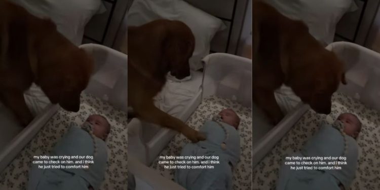 Golden Retriever Uses the Best Trick He Knows To Calm Crying Baby