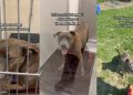 Senior Shelter Dog Had a Home for as Long as He Could Remember, but This Is His Life Now
