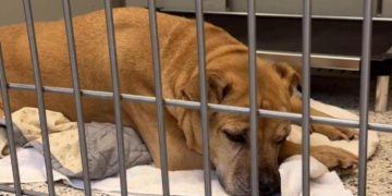 Senior Shelter Dog Who Spent Nearly Her Entire Life With One Family Now Waits for New Beginning