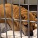 Senior Shelter Dog Who Spent Nearly Her Entire Life With One Family Now Waits for New Beginning