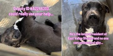 Shelter Dog Is Only a Baby & Has Only Known Life Inside Kennel Walls