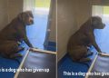 Shelter Dog Has Already Given Up on Finding a Home & Lives in Fear