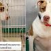 Shelter Dog Loses the Only Person She Ever Knew & Now Awaits a Second Chance