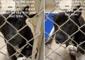 Shelter Dog Never Got a Chance to Be Seen, but Waits Patiently for a Home