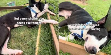 Shelter Dog’s Life Hasn’t Been Fair but a Break With Human Makes the Tough Days Easier