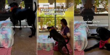 Shelter Dog Has No Idea the Family Who Saw Her Video Is There To Take Her Home for ‘Trial Adoption’