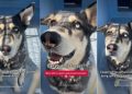 Shelter Dog Surrendered for Being ‘Too Vocal’ Faces a Race Against Time