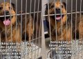 Human Notices Senior Shelter Dog Who Lost Everything, Learns the Heartbreaking Reason