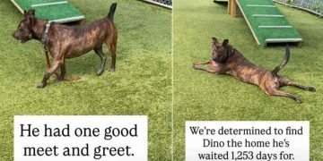 Shelter Dog Waiting for Over 1000 Days Still Faces an Uncertain Future