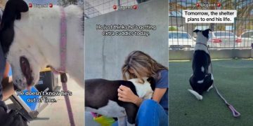 Shelter Dog Almost Running Out of Time Is Desperate for Love & a Home