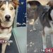 Shelter Dog’s Worst Fear Becomes a Reality After He Is Surrendered