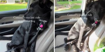Human Takes Foster Dog on One Last Ride Together & It Turns Into the Hardest Goodbye