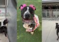 Shelter Dog’s Final Day Becomes a Heartbreaking Hope for One Last Chance
