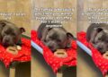 Shelter Dog’s World Felt Apart When His Family Didn’t Want Him & He Doesn’t Understand Why