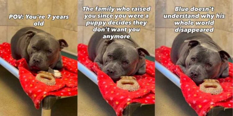 Shelter Dog’s World Felt Apart When His Family Didn’t Want Him & He Doesn’t Understand Why