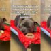 Shelter Dog’s World Felt Apart When His Family Didn’t Want Him & He Doesn’t Understand Why