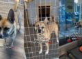 After Three Devastating Goodbyes, This Shelter Dog Still Hasn’t Given Up on Love