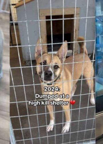 After Three Devastating Goodbyes, This Shelter Dog Still Hasn’t Given Up on Love