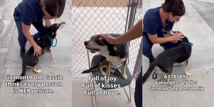 Shelter Dog Is Just a Baby Who Thinks Every Human Is Her Person, Ready To Give Her Heart