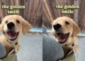 Golden Retriever Puppy Lets Out the Most Golden Retriever Smile You’ll Ever See