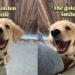 Golden Retriever Puppy Lets Out the Most Golden Retriever Smile You’ll Ever See