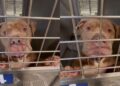 Heartbroken Shelter Dog’s Whimpers Are a Desperate ‘Plea to Be Chosen’