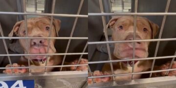 Heartbroken Shelter Dog’s Whimpers Are a Desperate ‘Plea to Be Chosen’