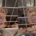Heartbroken Shelter Dog’s Whimpers Are a Desperate ‘Plea to Be Chosen’