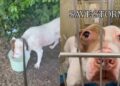 Surrendered Dog Nears 500 Days in Shelter Without Getting a Second Chance