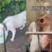 Surrendered Dog Nears 500 Days in Shelter Without Getting a Second Chance